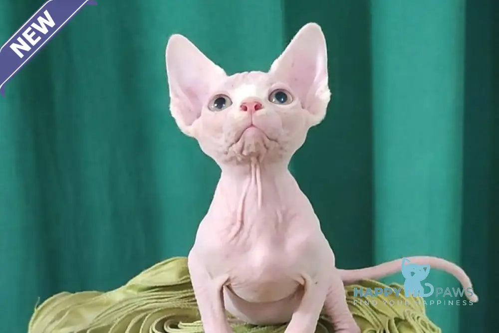 Odelia Canadian Sphynx female white live animals