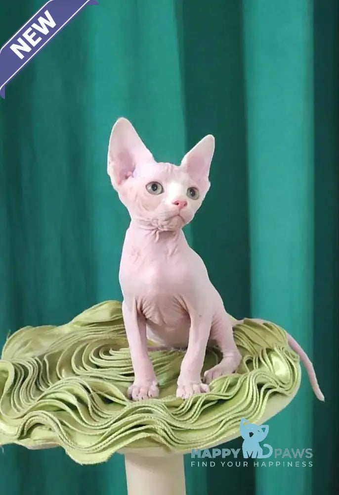 Odelia Canadian Sphynx female white live animals