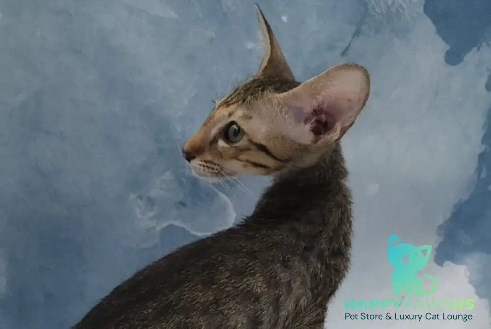 Odette Oriental Shorthair female black spotted tabby - live animals