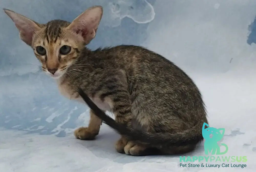 Odette Oriental Shorthair female black spotted tabby - live animals