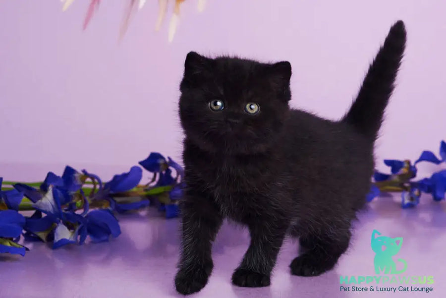 Odie British Shorthair female black - live animals