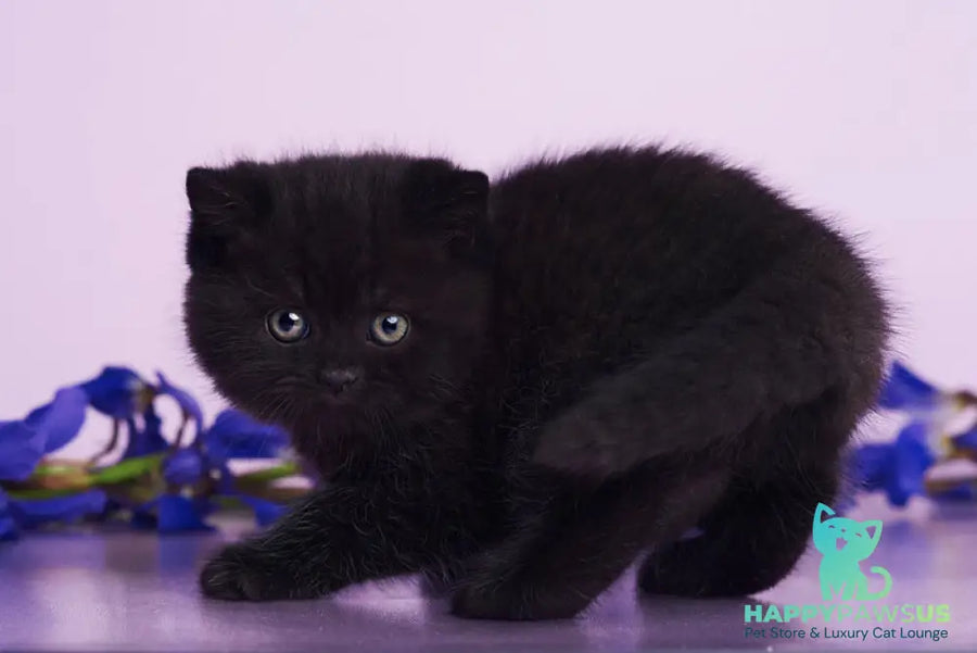 Odie British Shorthair female black - live animals