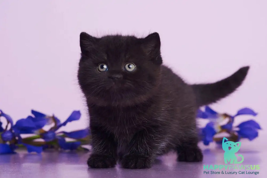 Odie British Shorthair female black - live animals