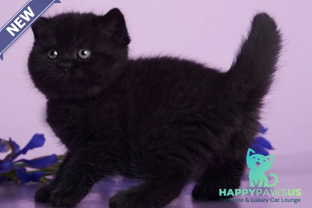 Odie British Shorthair female black - live animals
