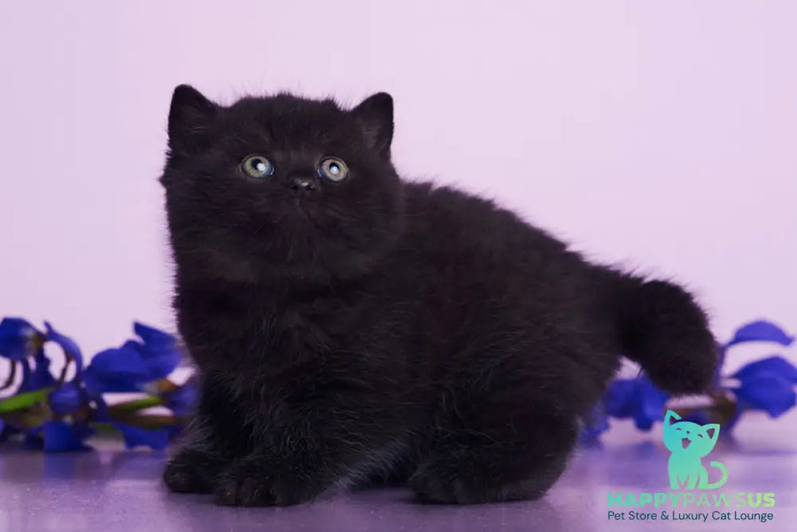 Odie British Shorthair female black - live animals
