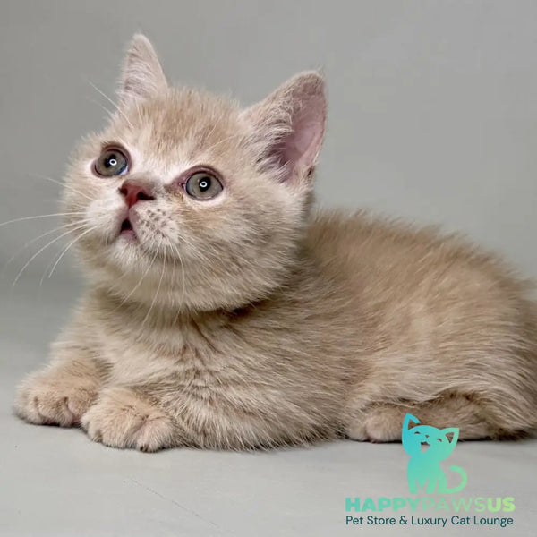 Odie Munchkin male lilac - live animals