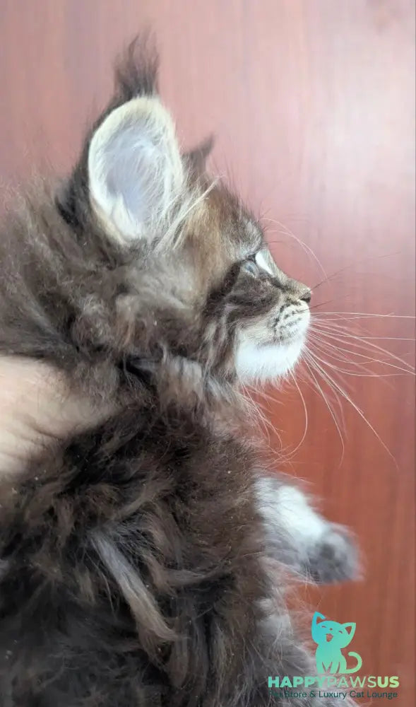 Odilia Maine Coon female black tabby live animals