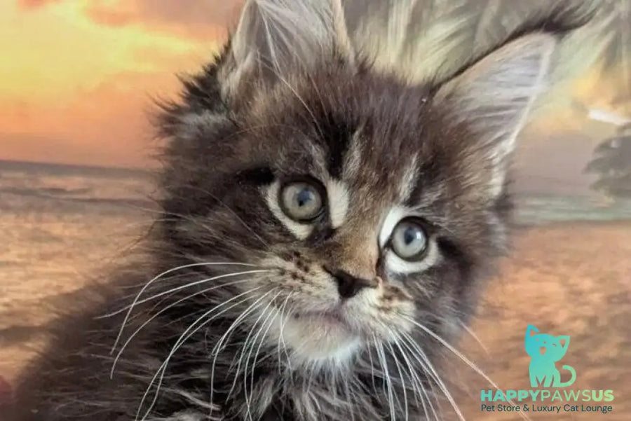 Odilia Maine Coon female black tabby live animals