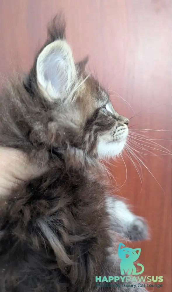 Odilia Maine Coon female black tabby live animals