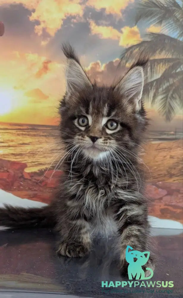 Odilia Maine Coon female black tabby live animals