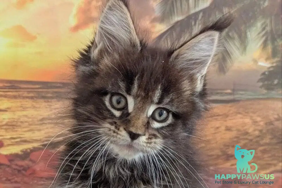 Odilia Maine Coon female black tabby live animals