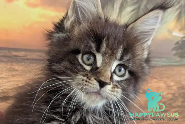Odilia Maine Coon female black tabby live animals