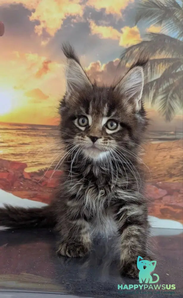 Odilia Maine Coon female black tabby live animals