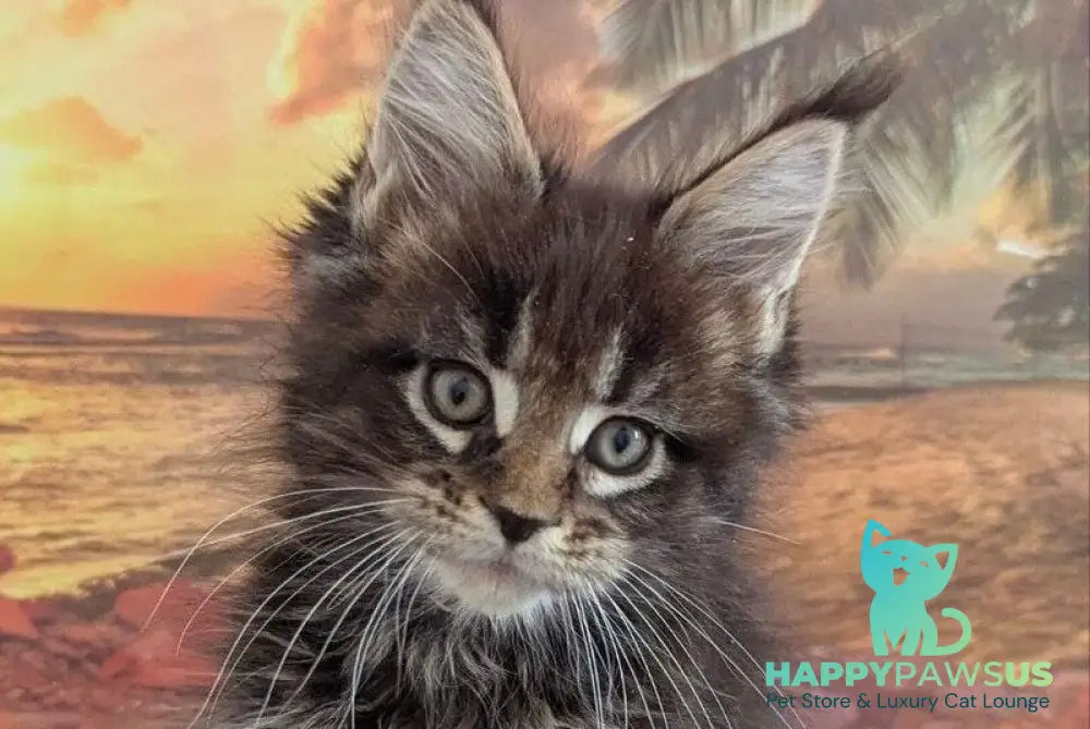 Odilia Maine Coon female black tabby live animals