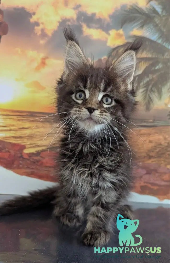 Odilia Maine Coon female black tabby live animals