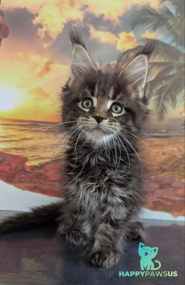 Odilia Maine Coon female black tabby live animals
