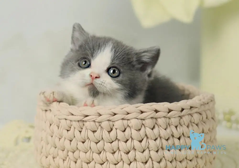 Odin British Shorthair male blue bicolour live animals