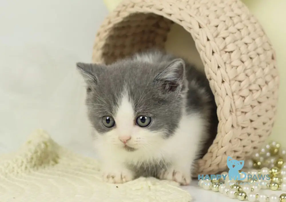 Odin British Shorthair male blue bicolour live animals