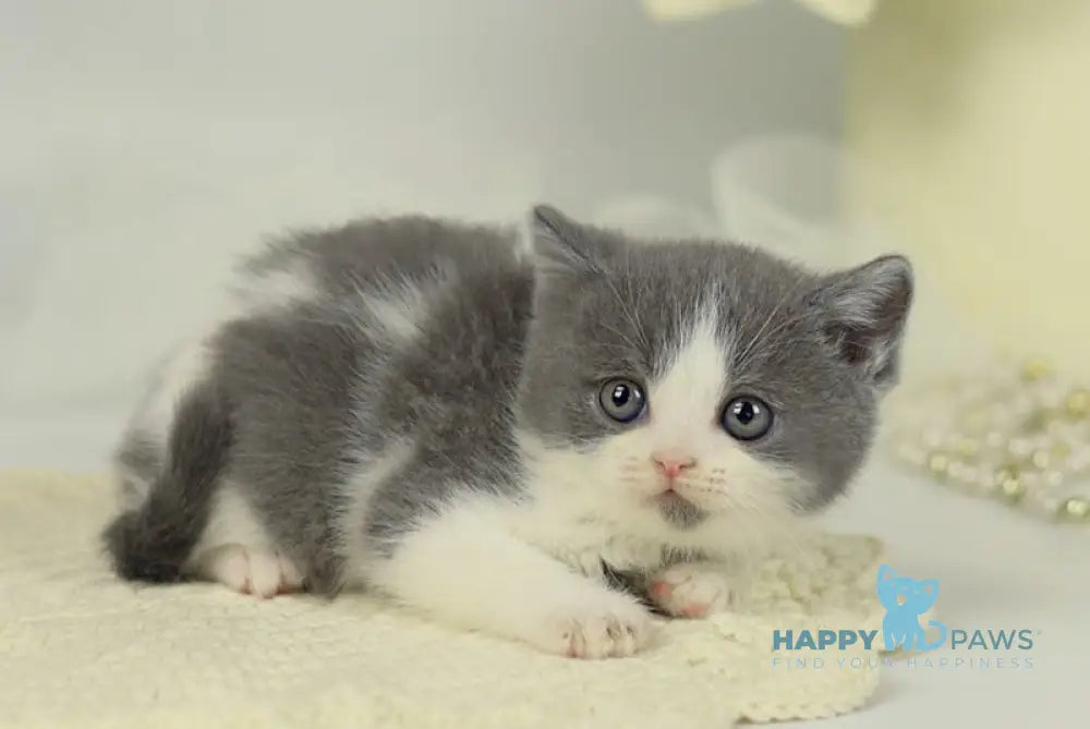 Odin British Shorthair male blue bicolour live animals