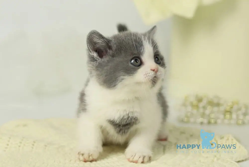 Odin British Shorthair male blue bicolour live animals