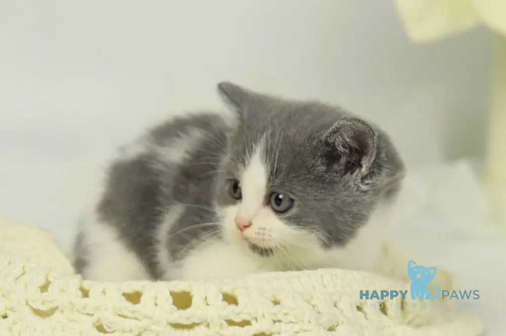 Odin British Shorthair male blue bicolour live animals