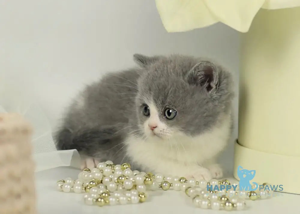 Odin British Shorthair male blue bicolour live animals