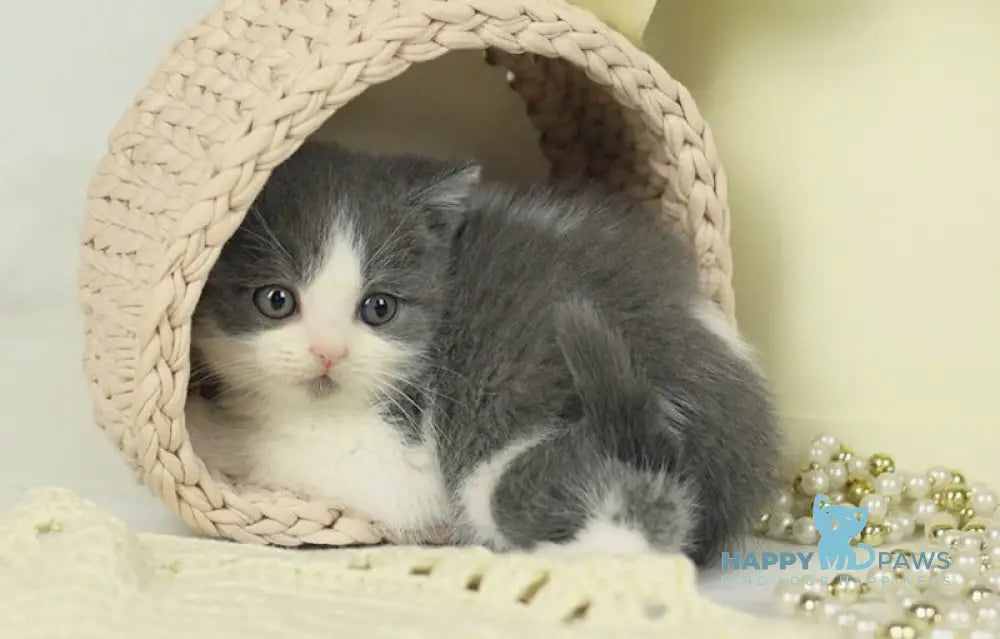 Odin British Shorthair male blue bicolour live animals