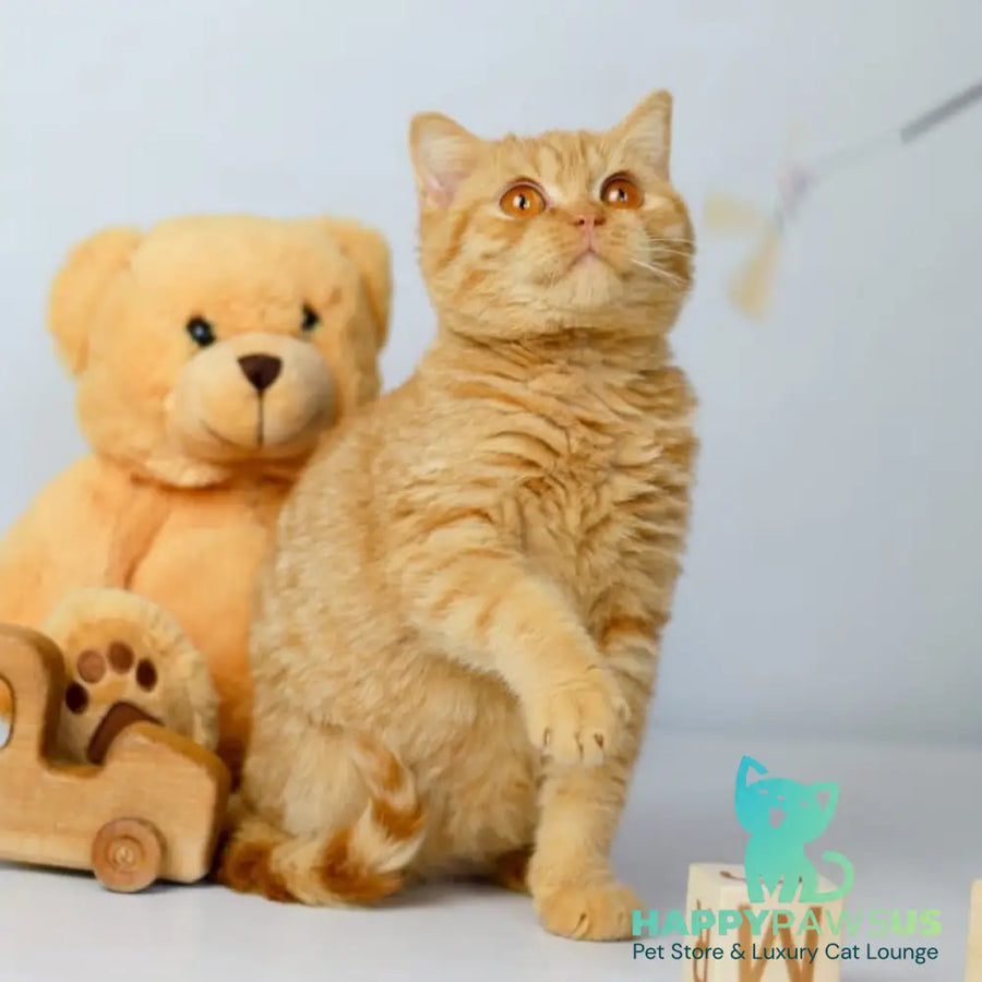Odin British Shorthair male red - live animals