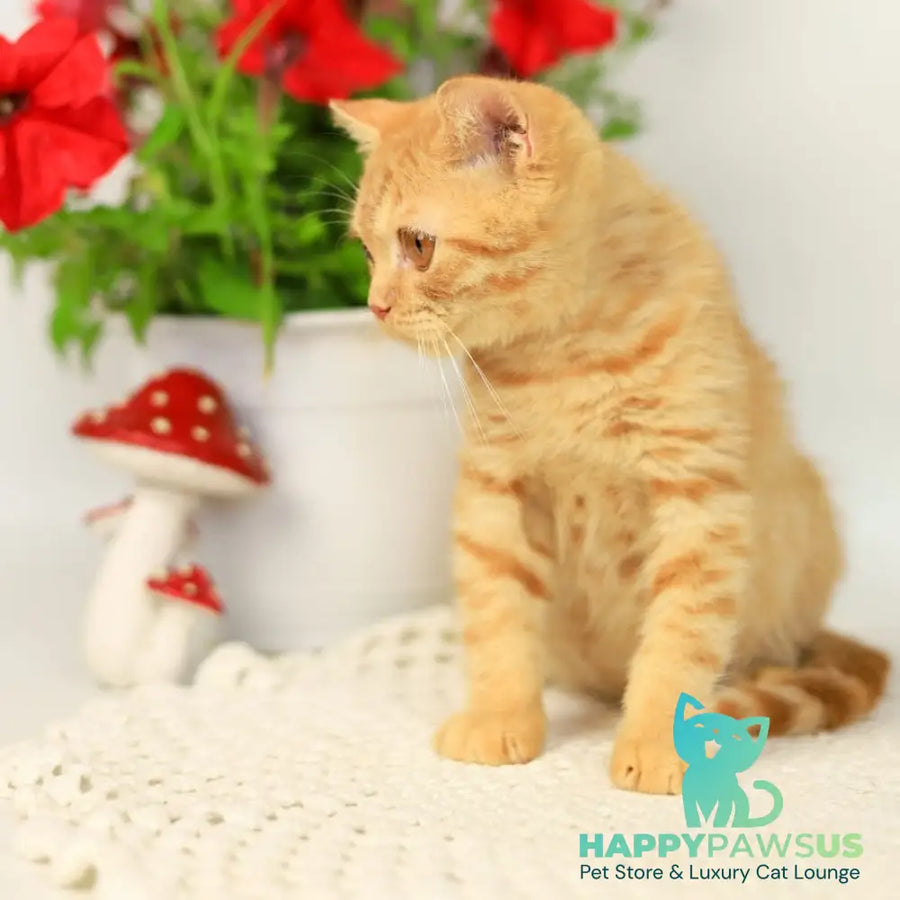 Odin British Shorthair male red - live animals