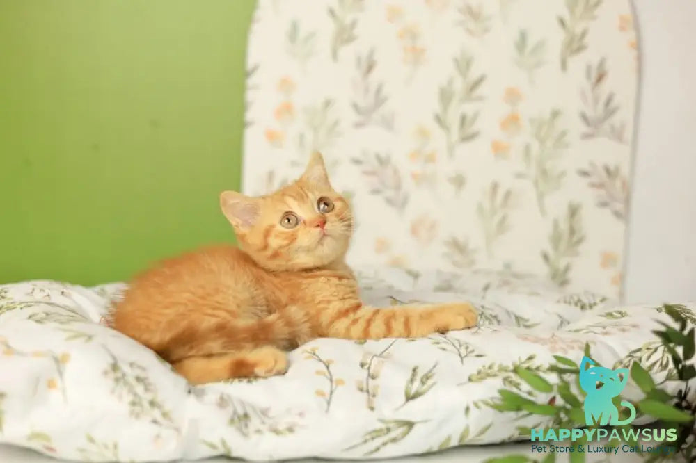 Odin British Shorthair male red - live animals