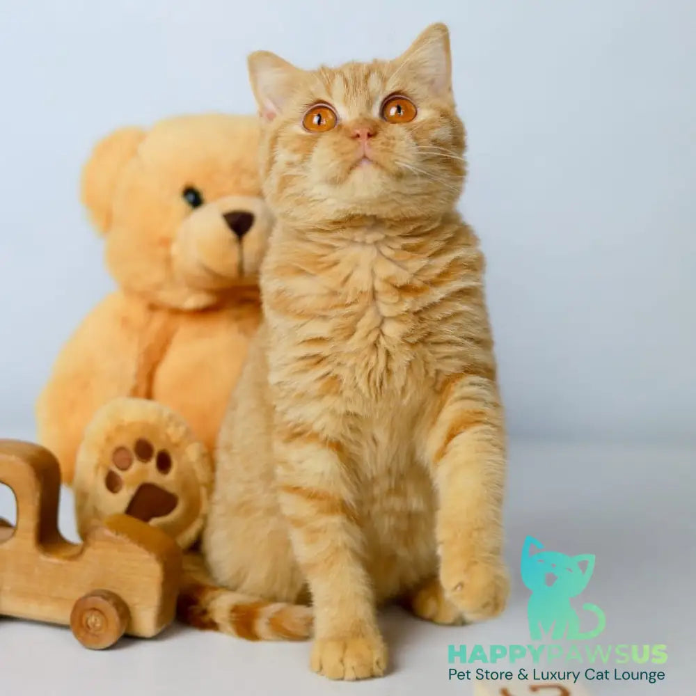 Odin British Shorthair male red - live animals