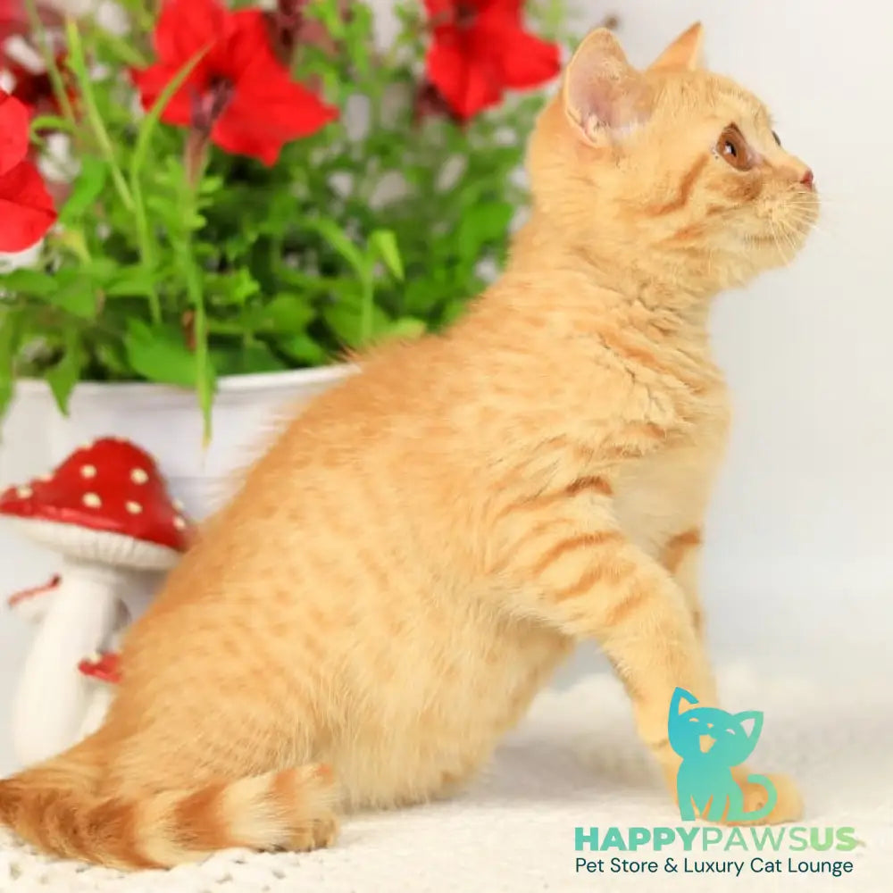 Odin British Shorthair male red - live animals