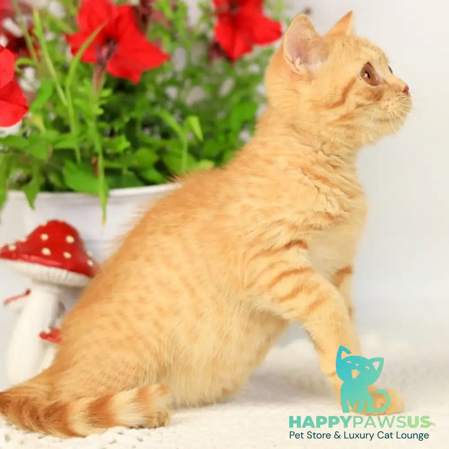 Odin British Shorthair male red - live animals