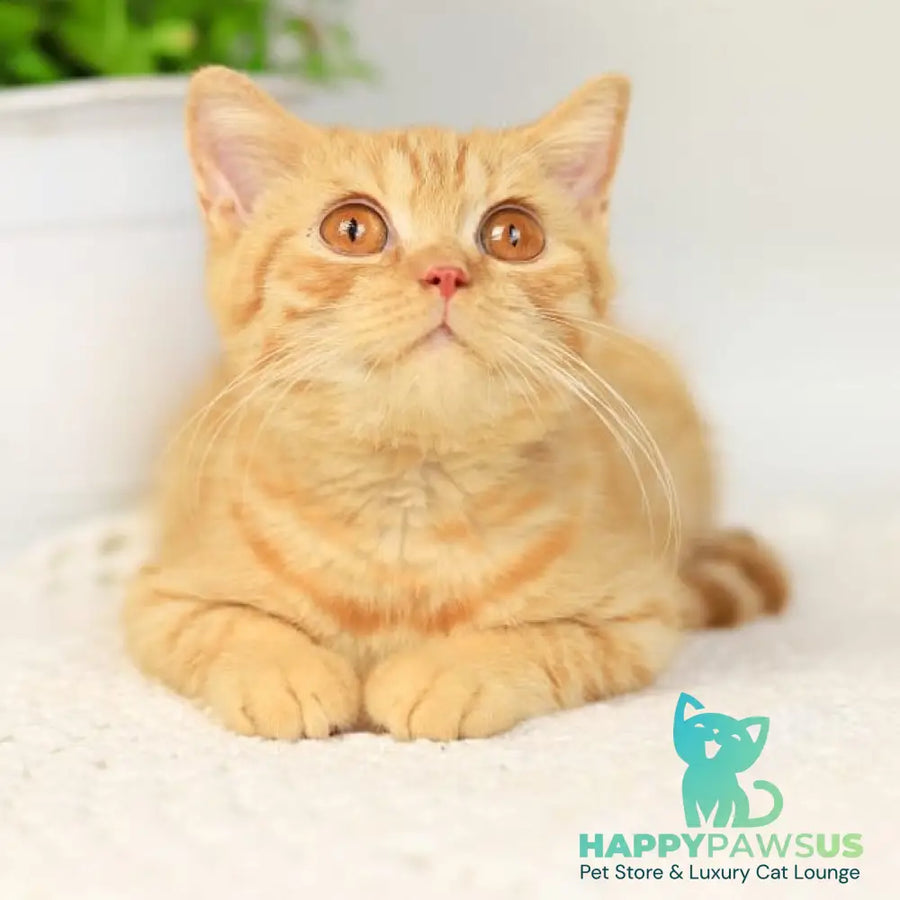 Odin British Shorthair male red - live animals