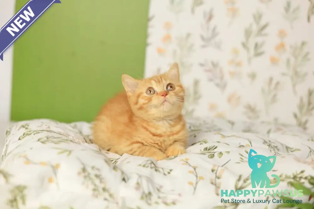 Odin British Shorthair male red - live animals