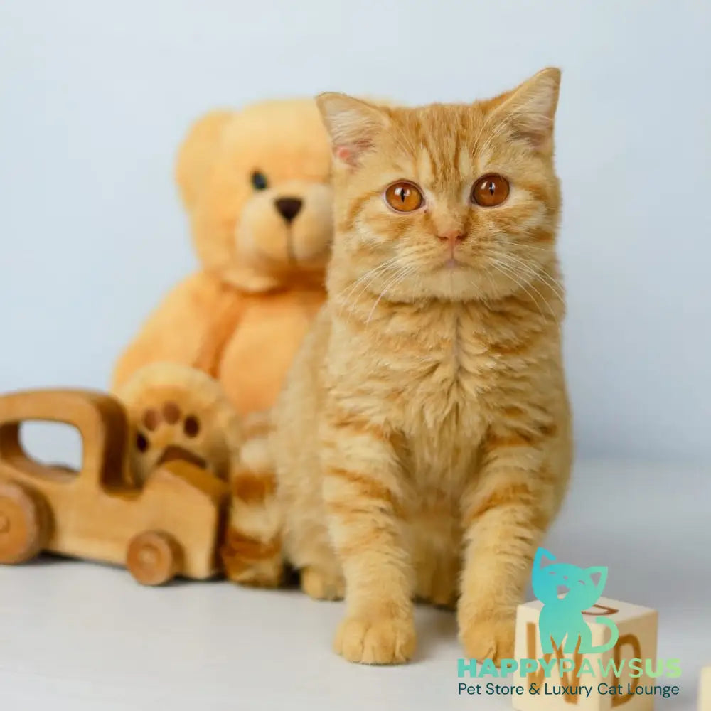 Odin British Shorthair male red - live animals