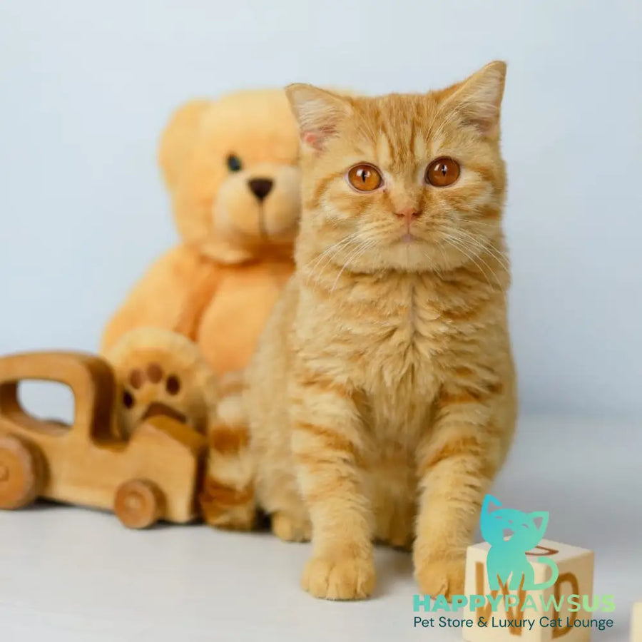 Odin British Shorthair male red - live animals
