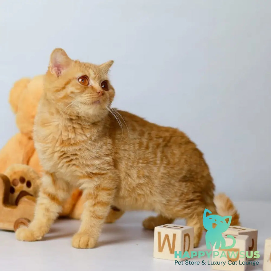 Odin British Shorthair male red - live animals
