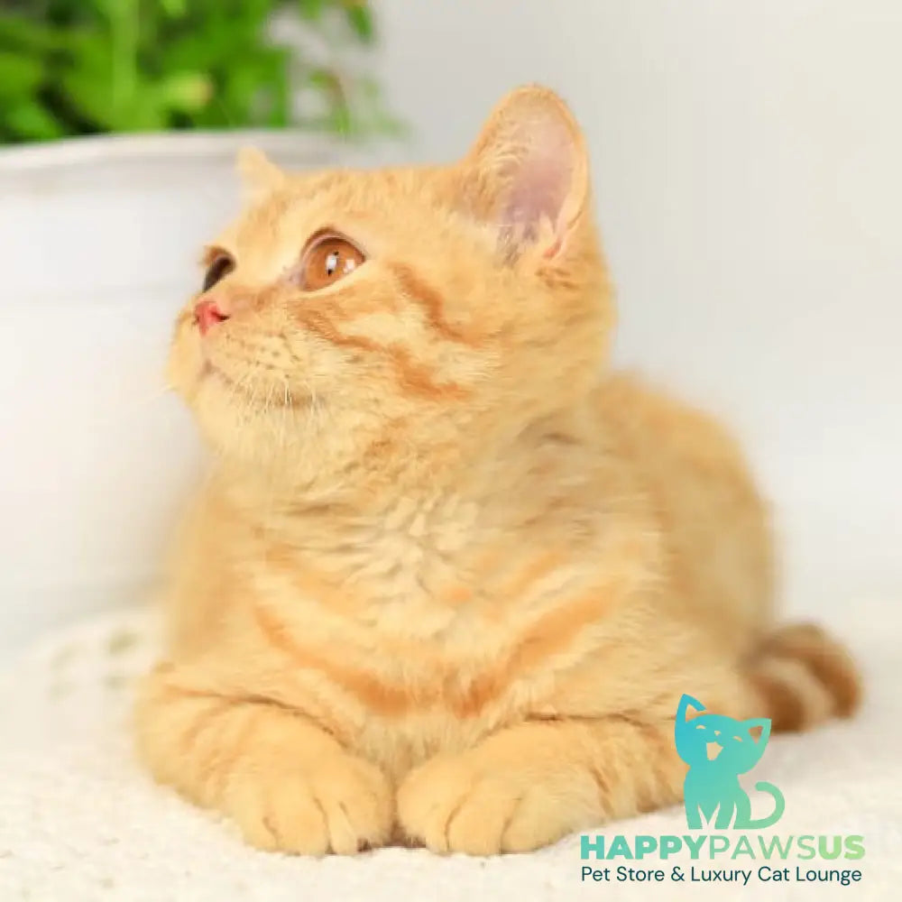 Odin British Shorthair male red - live animals