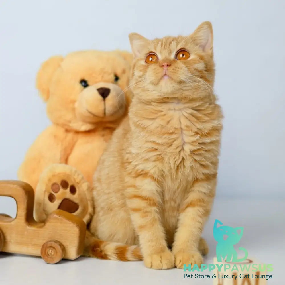 Odin British Shorthair male red - live animals