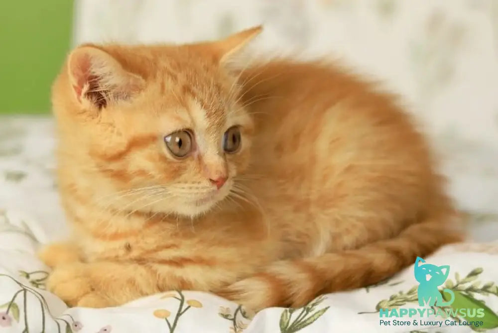 Odin British Shorthair male red - live animals