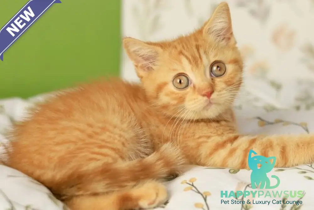 Odin British Shorthair male red - live animals