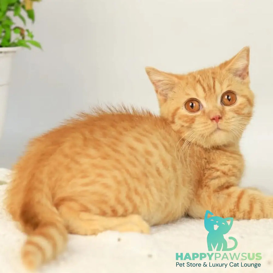Odin British Shorthair male red - live animals