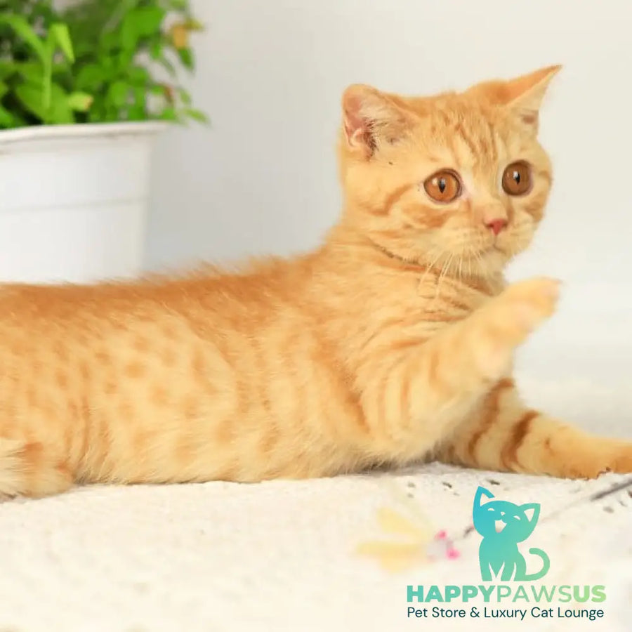 Odin British Shorthair male red - live animals
