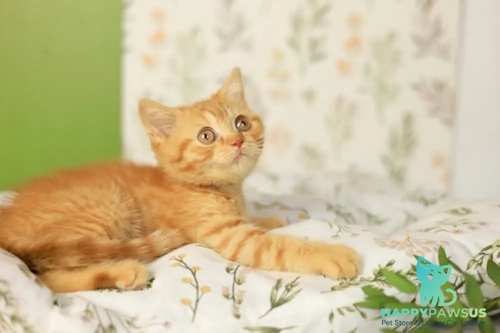 Odin British Shorthair male red - live animals