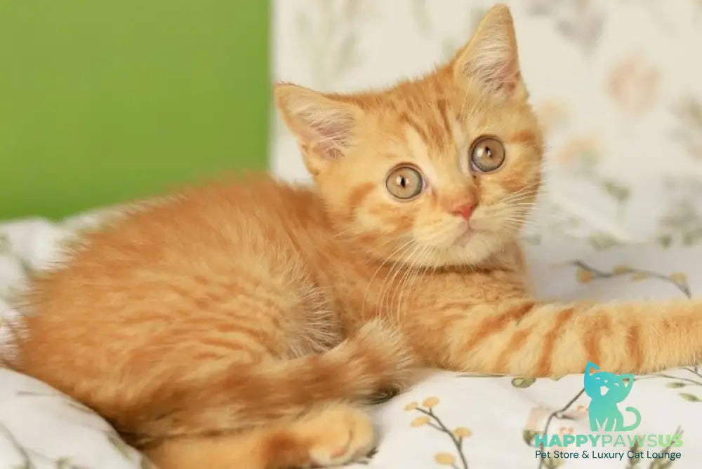 Odin British Shorthair male red - live animals