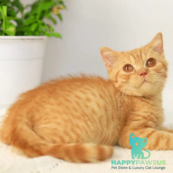 Odin British Shorthair male red - live animals
