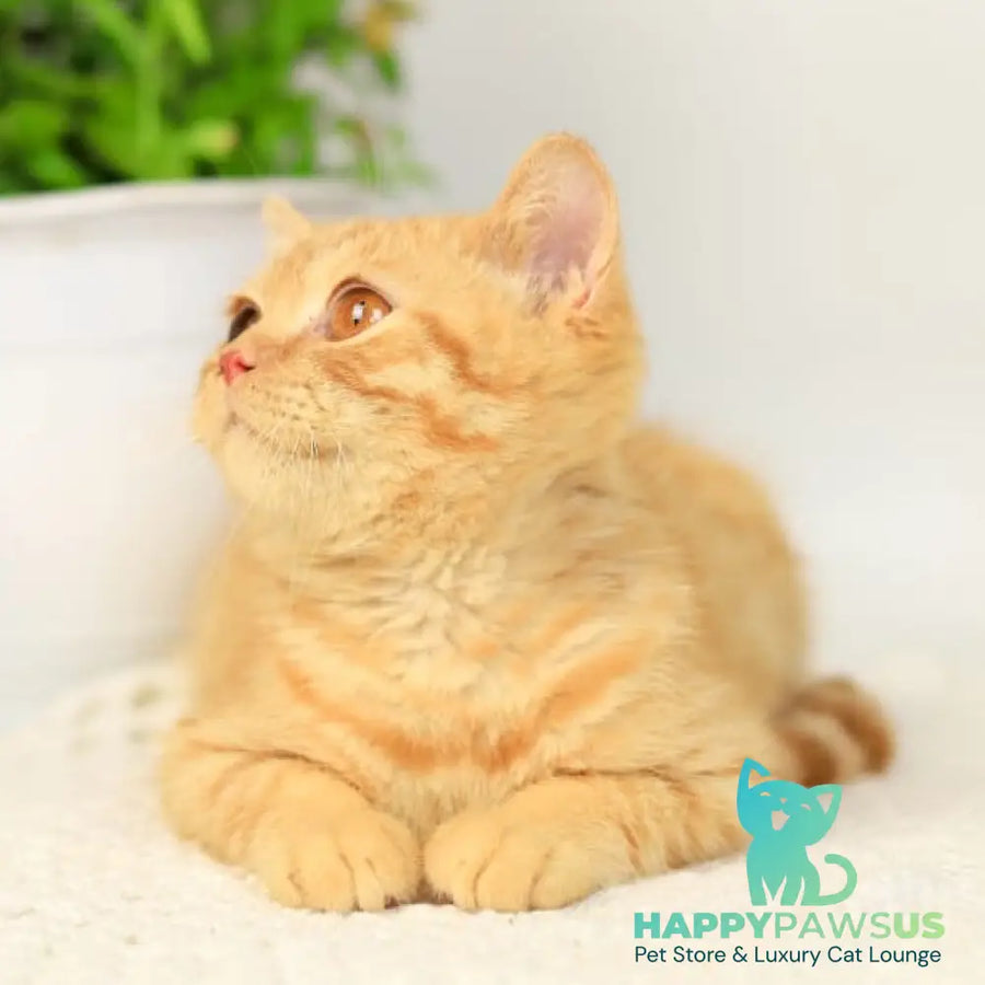 Odin British Shorthair male red - live animals