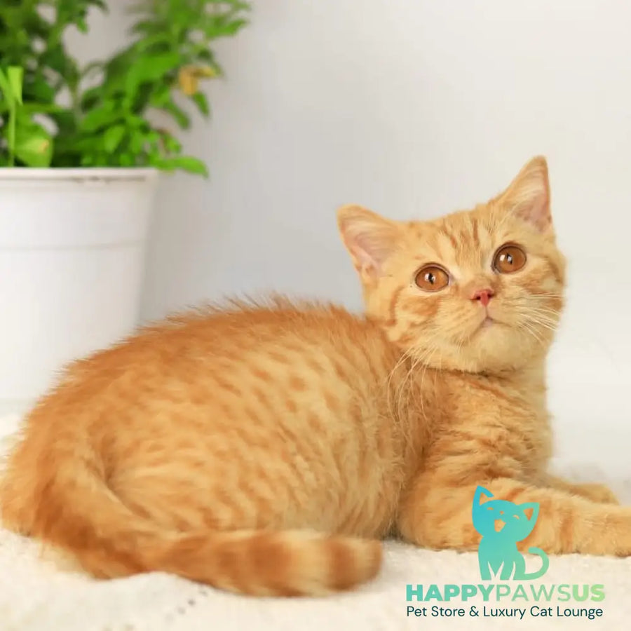 Odin British Shorthair male red - live animals
