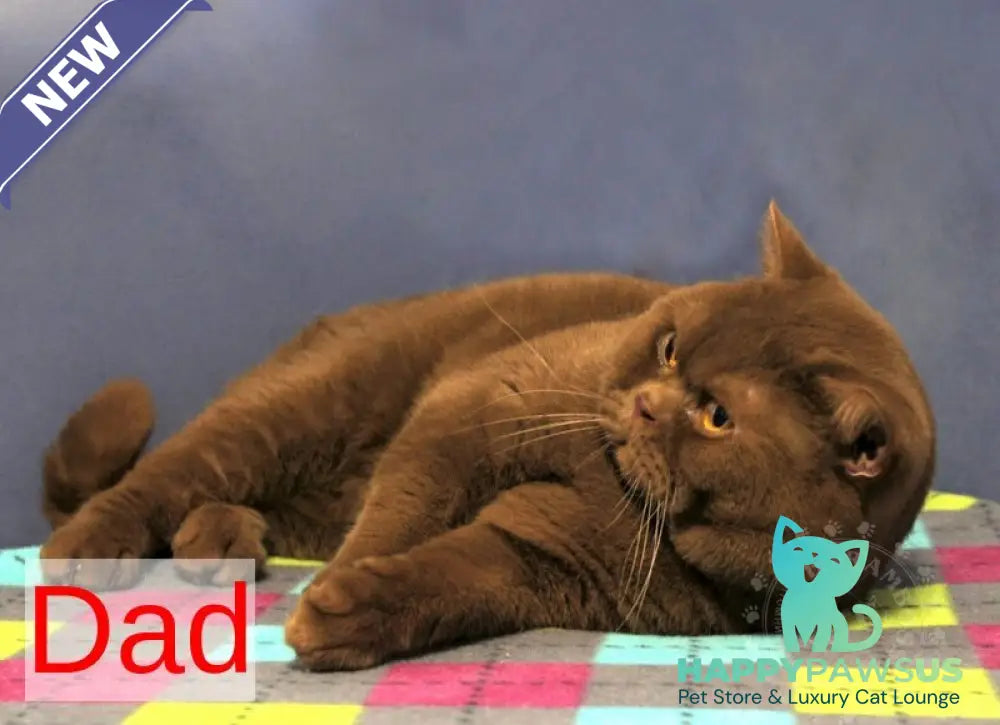 Odin British Shorthair male red - live animals